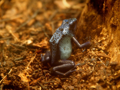 [The small frog sits in some small brown bark pieces. It has a light blue body over which are dark blue spots. Its legs are completely dark blue/purple.]